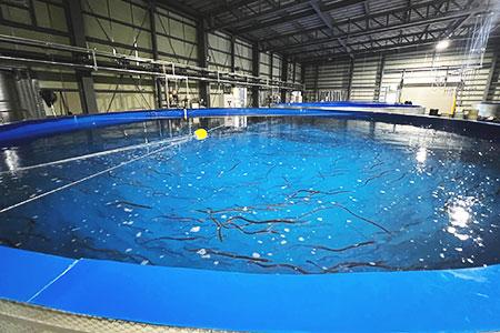 1月開始【設備管理とうなぎの養殖サポート】東松山発彡