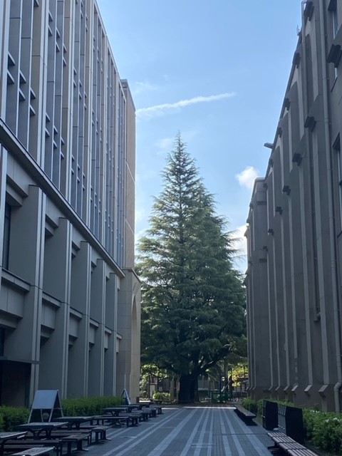 ＼有名大学☆彡／Excelスキルを活かしてデータ管理♪１７時定時
