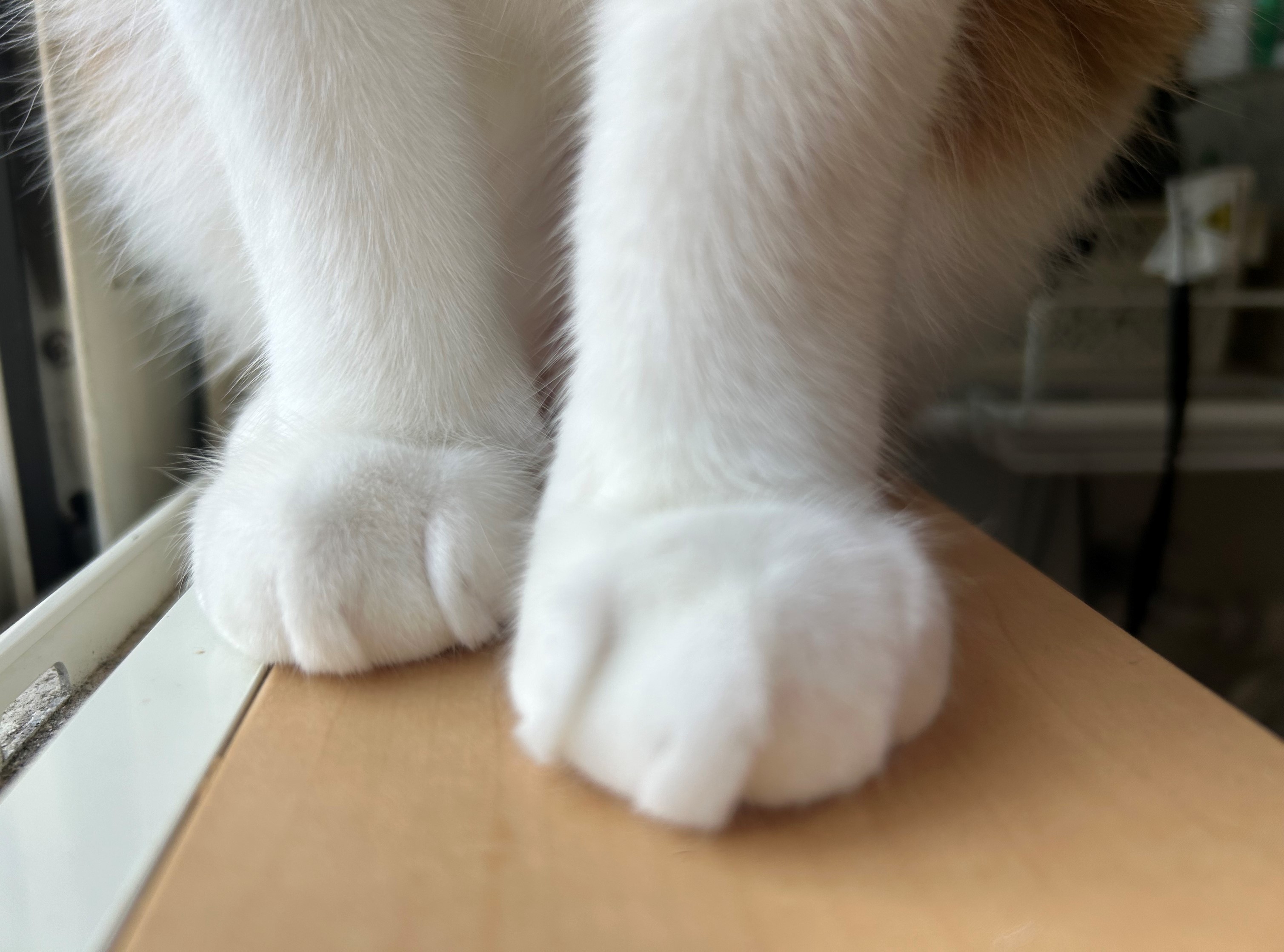 ＼動物好きに★／ペット関連の問合せ・事務STAFF！＠月収19万円