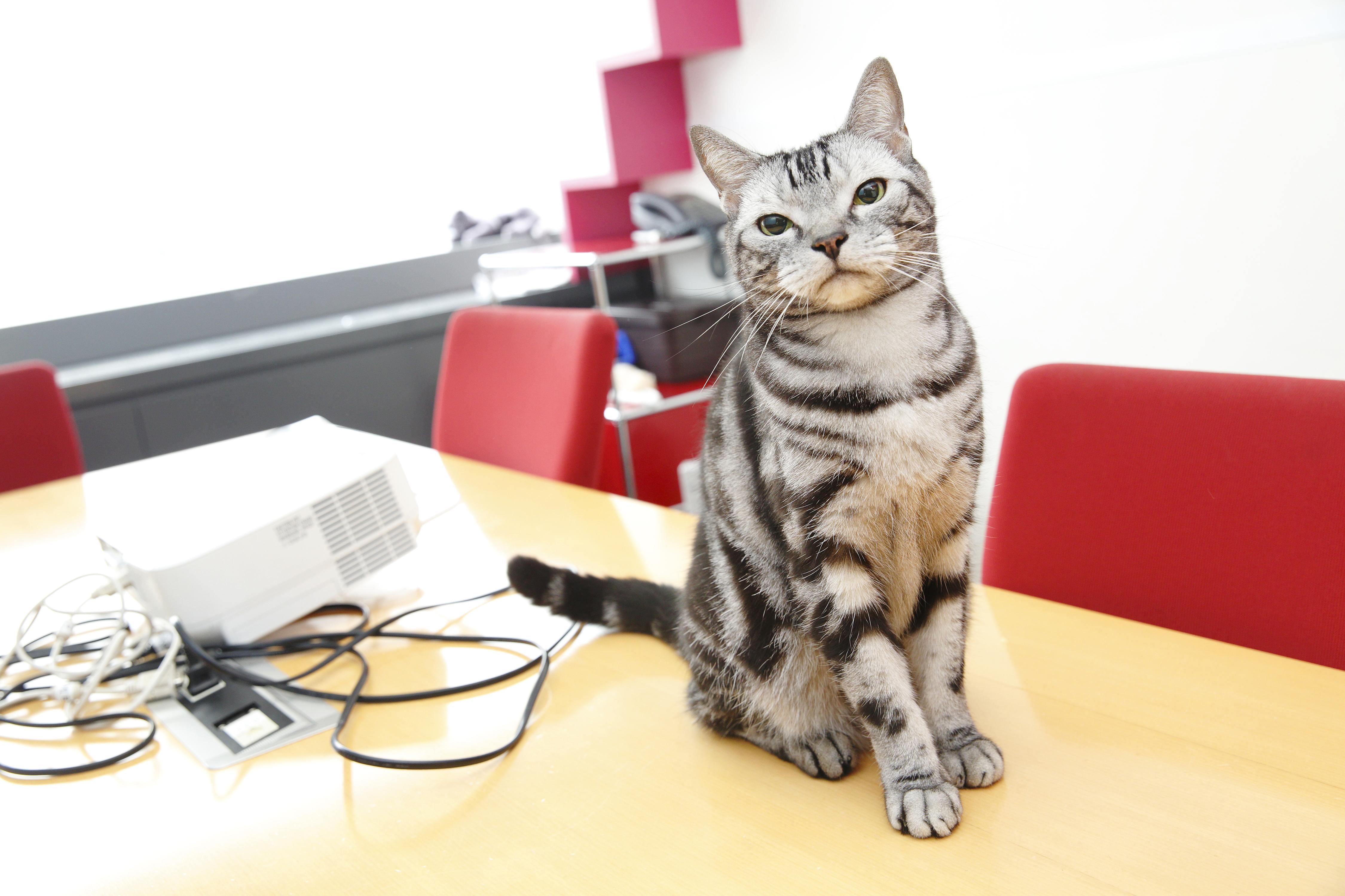 チョコレートが有名☆彡ペット同伴OK◎在宅ありの営業事務♪*｡