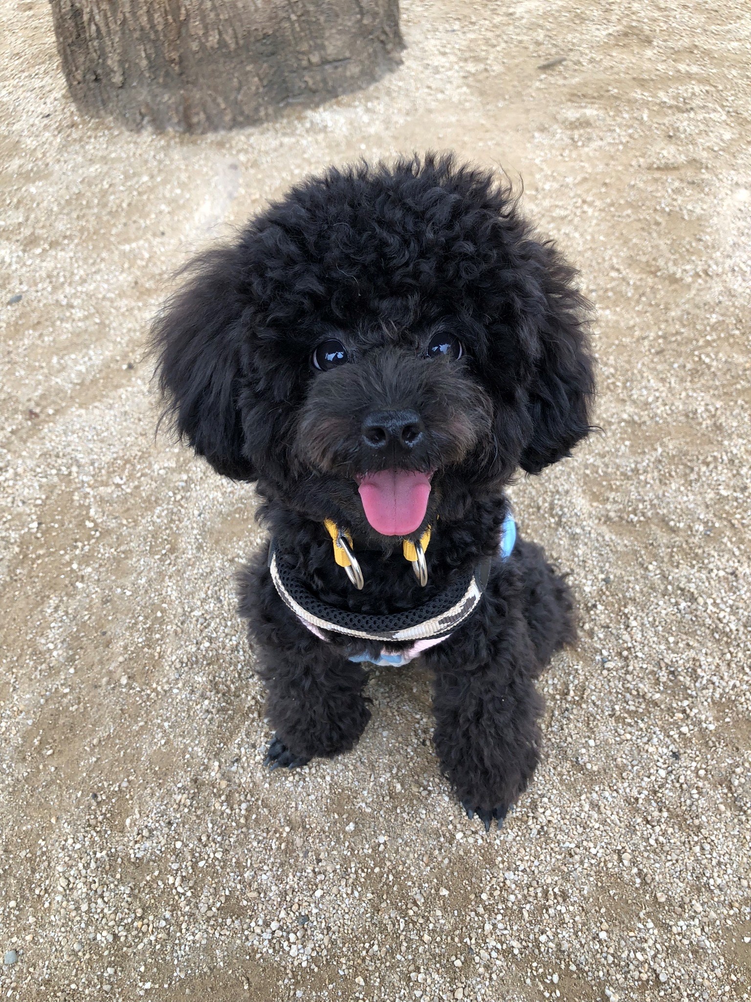 ＼かわいいペットに関する社団法人／おだやか環境★一般事務♪