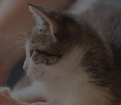 1月【人気★電話なし】週4日×水日休みの長期◎コツコツ入力事務