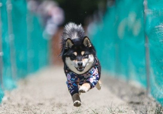 【車OK＠本厚木】未経験OK！ペット用品の注文受付事務♪1500円