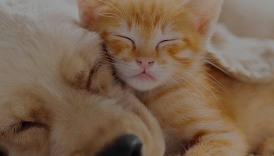 動物と働く《電話なし×未経験OK》入力メインの事務＠本厚木