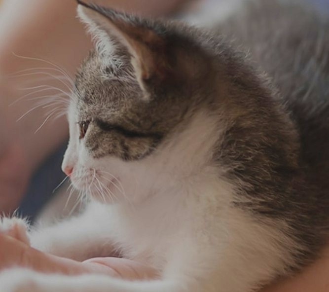 髪色自由×ネイルOK☆ペット業界★未経験OKの事務＠1550円