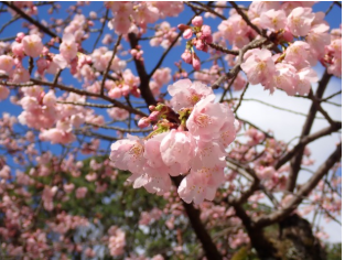 【未経験OK】高時給1600☆長期○植物園樹木などの維持管理♪