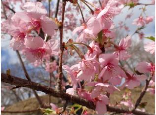 《未経験OK》アクティブに！公園内の木や植物をキレイに剪定☆彡