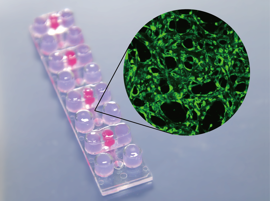 オルガノイド×生理学：がん細胞･iPS細胞取扱い経験者募集